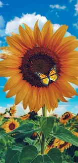 Bright sunflower with butterfly on a sunny day.