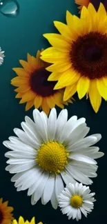 Mobile wallpaper of sunflowers and daisies with teal background.