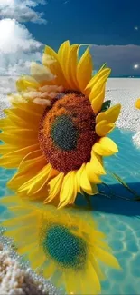 Sunflower by a turquoise lagoon with starry sky.