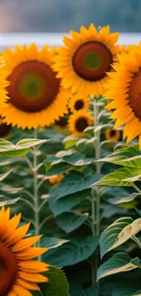 Mobile wallpaper with vibrant sunflower field under a serene sky.