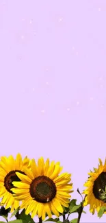 Vibrant sunflowers against a lavender background in mobile wallpaper design.