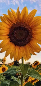 Close-up of a vibrant sunflower against a clear blue sky.