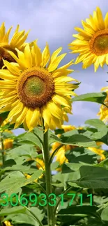 Sunflowers blooming under a sunny sky.