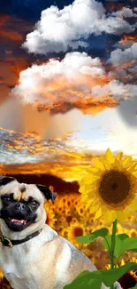 Adorable pug with sunflowers at sunset, vibrant and warm wallpaper.