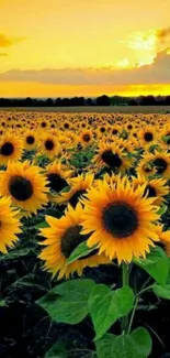 A beautiful field of sunflowers under a golden sunset sky.