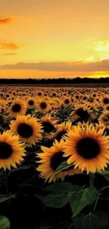 Sunflower field against a golden sunset.