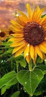 Beautiful sunflower field with a sunset backdrop.