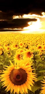 Sunflower field with a dramatic sunset sky.