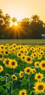 Sunflower field at sunset with vibrant yellow blooms.