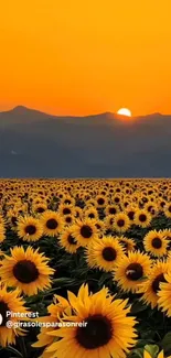 Sunflower field at sunset with an orange sky.