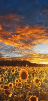 Sunflower field under a vibrant sunset sky with orange and blue hues.