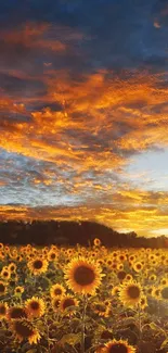 Stunning sunflower field under a vibrant sunset sky creating a warm, peaceful ambiance.