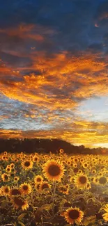 Sunflower field glowing under vibrant sunset skies.