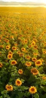 Field of sunflowers under a golden sunset.