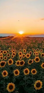 Sunflower field under a vibrant orange sunset sky, creating a serene and colorful scene.