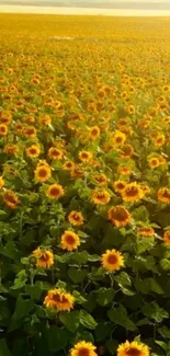 A vast field of vibrant sunflowers under golden sunlight.