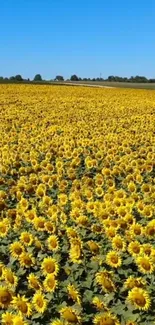 A field of bright yellow sunflowers under a clear blue sky.