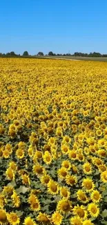 A vast sunflower field under a clear blue sky.