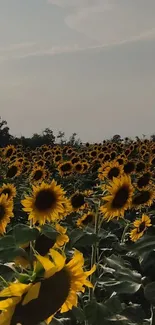 Sunflower field under a clear sky, perfect for mobile wallpaper.