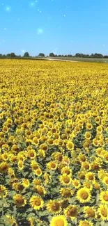 A vast sunflower field under a bright blue sky, perfect for a mobile wallpaper.