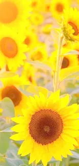 Vibrant sunflower field with bright yellow blooms under sunlight.