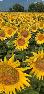 Vibrant sunflower field under clear sky, perfect for mobile wallpaper.