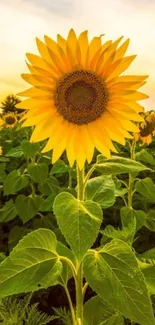 Bright sunflower in a lush field under a warm sky.