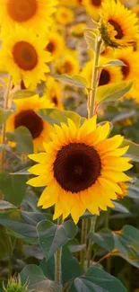 A vibrant sunflower field glowing under the sunshine.