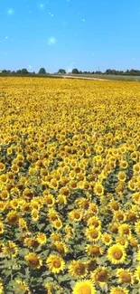 A field of sunflowers under a bright blue sky.