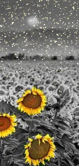 Colorful sunflowers in a monochrome field under a setting sun.