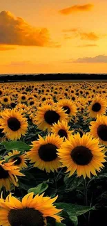 Vibrant sunflower field at sunset with a serene, golden sky.