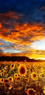 Sunflower field with vibrant sunset sky, rich in orange and golden hues.