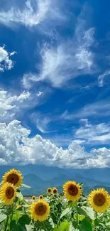 Bright sunflowers beneath a vivid blue sky with clouds.