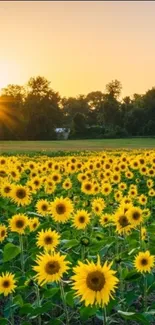 Sunset over a vast field of blooming sunflowers.