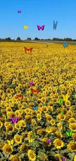 Sunflower field with colorful butterflies and clear blue sky.