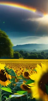 Sunflower field with a vibrant rainbow in a serene landscape scene.