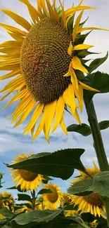 Bright sunflower field under a blue sky.