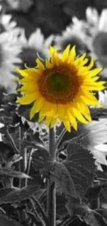 Vibrant sunflower in black and white field background.