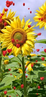 Sunflowers with red hearts in a vibrant, sunny field.