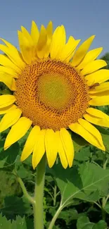 Vibrant sunflower with yellow petals and green leaves in natural sunlight.