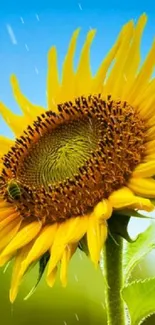 Sunflower with good morning text on a bright green and blue background.