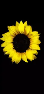 Sunflower with a black background, ideal for phone wallpaper.