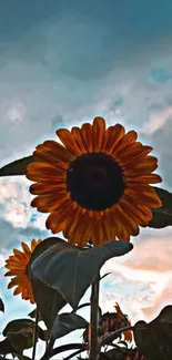 Vibrant sunflowers against a dramatic evening sky.