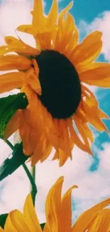 Vibrant sunflowers under a blue sky.