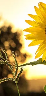 Bright sunflower in golden summer light