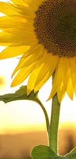 Sunflower with sunlit yellow petals in a natural morning setting.