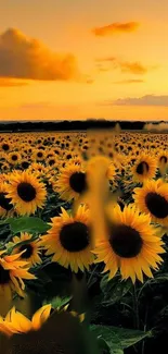 Beautiful sunflower field at sunset, perfect for wallpaper.