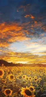 Sunflower field under a vibrant sunset sky.