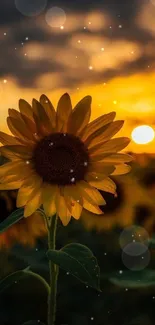 Sunflower stands against a vibrant sunset sky.