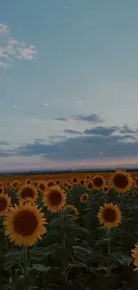 Sunflower field under a vibrant sunset sky wallpaper.